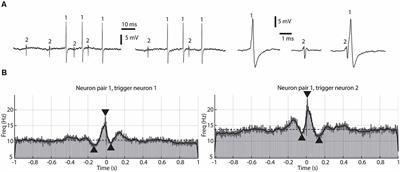 Widely Different Correlation Patterns Between Pairs of Adjacent Thalamic Neurons In vivo